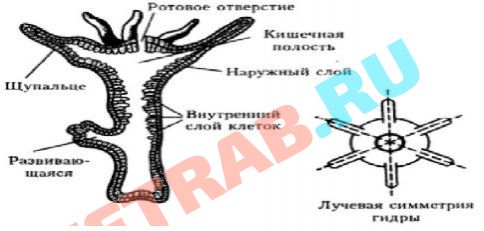 Где взять ссылку на кракен