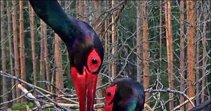 Color online webcam with sound in the nest of black storks
